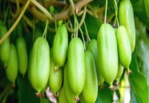 软枣猕猴结果需要几年 附种植注意事项