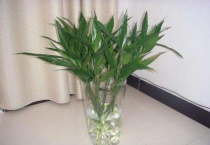 富贵竹叶子上有粘粘的东西怎么回事