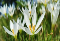 葱兰倒伏怎么办？