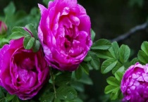 平阴玫瑰的施肥多久？