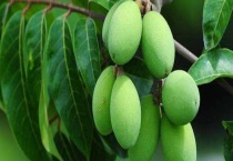 橄榄产地是哪里 附产地环境介绍