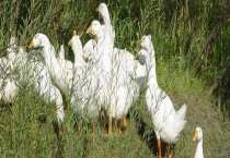 鸭瘟的防治技术 鸭瘟流行特点