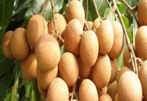 滑溜可口的龙眼成熟季节是多久 吃多了会有什么副作用