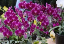 蝴蝶兰的花骨朵为什么会枯萎掉落