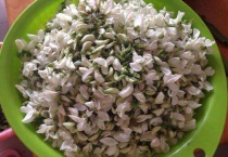 春天树上能吃的有哪些？