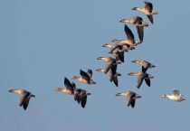 大雁吃什么食物