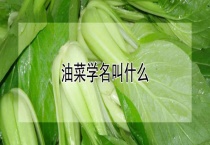 油菜学名叫什么？