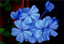 蓝雪花地栽会冻死吗？