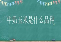 牛奶玉米是什么品种