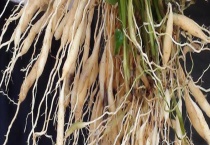 麦冬可不可以生吃 麦冬有哪些价值