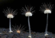 真菌的繁殖方式