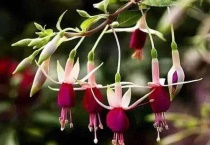 吊金钟怎么养才能更旺盛