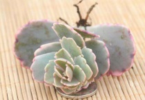 多肉晾根多久可以种