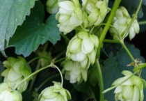 啤酒花是什么？