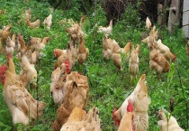 皖南三黄鸡养殖技术 附种鸡管理技术