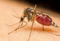 蚊子有没有眼睛