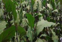 茄子卷叶是什么原因？