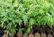 黄花梨树苗多少钱一棵 为什么这么贵？