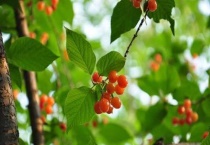 樱桃树上有蚂蚁怎么办？