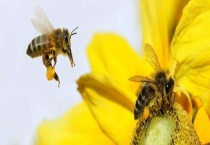 新手养蜂要掌握哪些技术 并群技术是怎样的