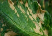 常见的农作物药害有哪些 药害是什么？