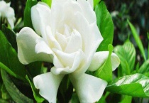 栀子花一年开几次花？栀子花不开花的原因？