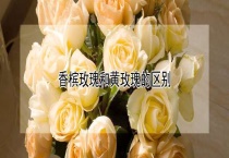 香槟玫瑰和黄玫瑰的区别？