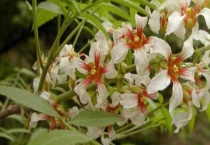 文冠树是什么树