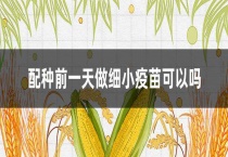 配种前一天做细小疫苗可以吗？