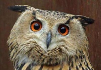 猫头鹰是不是鸟