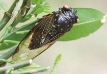 蝉是害虫还是益虫