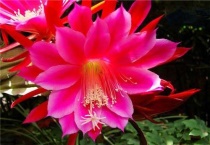 令箭荷花的生长温度要求