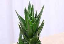 海虎兰芦荟有毒吗 海虎兰芦荟有什么作用