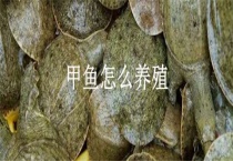 甲鱼怎么养殖