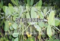 花生落叶的原因是什么？