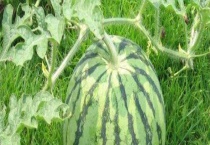 西瓜要剪枝吗？