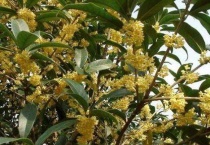 桂花树在北方能种在院子里吗？