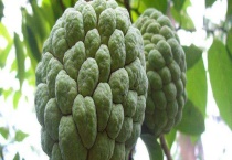 释迦病害该如何治疗 不同病害有不同多久？