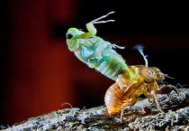 蝉几条腿几对翅膀