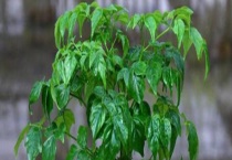 幸福树叶子干枯的原因 附解决多久？