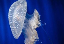 海蜇种类 分别介绍海蜇、黄斑海蜇、棒状海蜇和沙海蜇