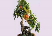 冬红果盆景叶片发黄怎么办 冬红果盆景叶片发黄的原因？