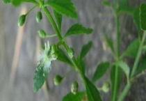 甘草的繁殖方法 具体怎么操作