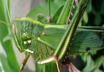 蝗灾是怎么形成的 蝗灾引起的原因？