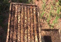 自然分蜂好还是人工分蜂好 控制程度