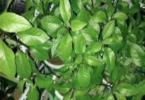 三七苗是什么样子