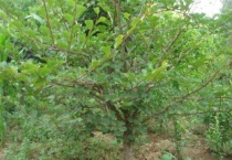 金钱榆和榆树区别？