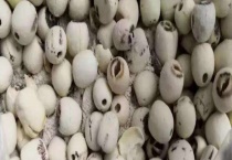 生小黑虫的莲子还能不能吃 附莲子的保存多久？