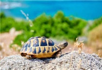 乌龟什么时候下蛋