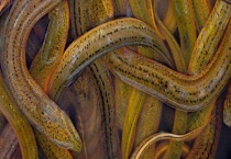 黄鳝养殖五种饲料 有以下五种